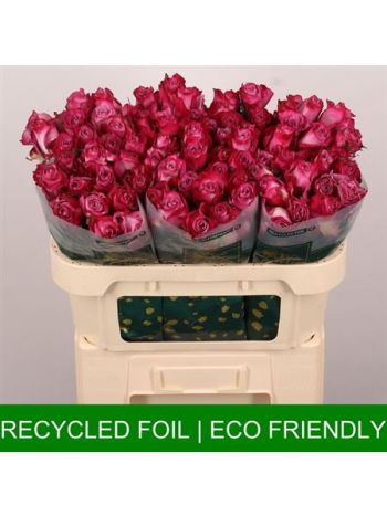 R GR DEEP PURPLE 70CM