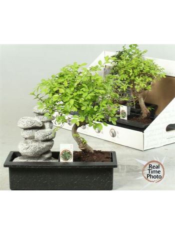 BONSAI GEM CSOBOGÓS