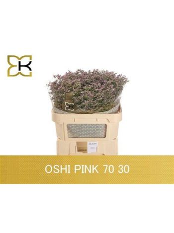 LIM SAF OSHI PINK 70CM