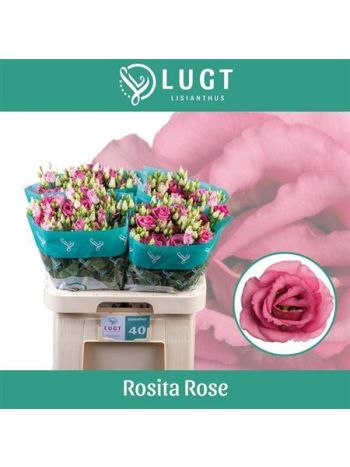 EUS G ROSI ROSE PINK