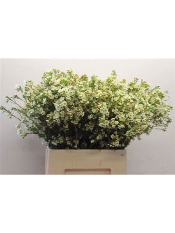 CHAME CRYSTAL PEARL 70CM