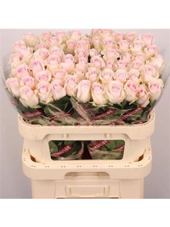 R GR REVIVAL SWEET 80CM