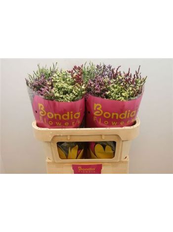 LIM SIN DIAMOND GEM 70CM