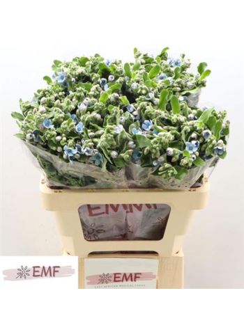 OXYPETAL TAN PUR BLU