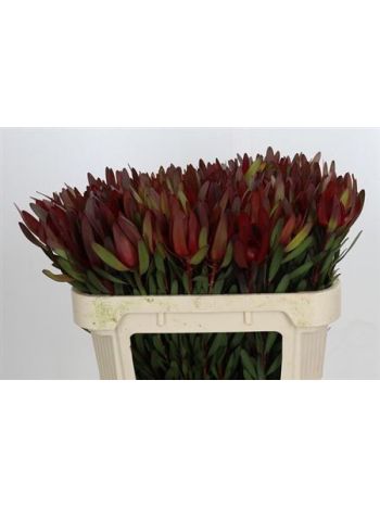 LEUCAD SAF SUNSET 70CM