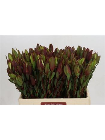 LEUCAD SENORITA 60CM