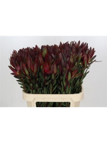 LEUCAD SAF SUNSET 80CM