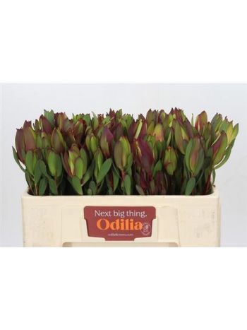 LEUCAD SENORITA 50CM