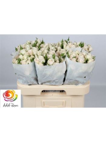 R TR ROYAL PORCELINA 60CM