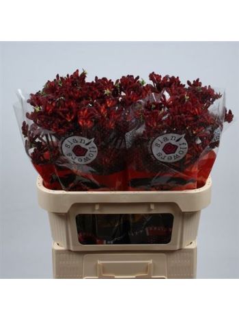 ANIGOZ EARLY SPRING 70CM