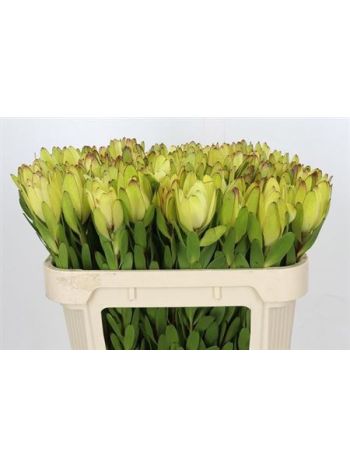 LEUCAD SAF GOLDSTRIK 70CM