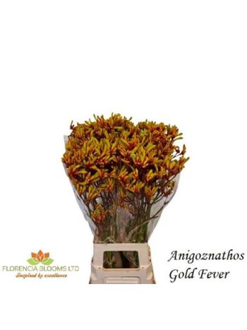 ANIGOZ GOLD FEVER 80CM