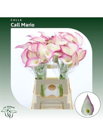 ZANT CALL MARIO 65CM