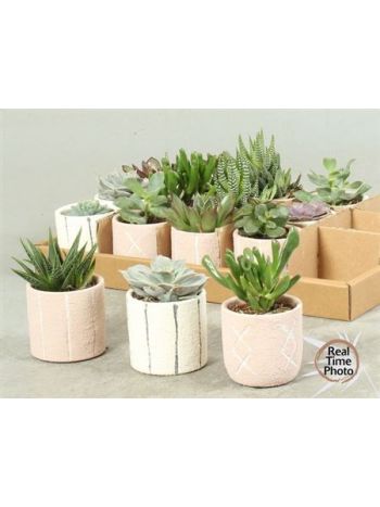 SUCC GEM KASPÓS *12