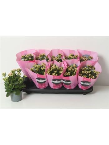 KAL ROSALIE PINK GOODIE