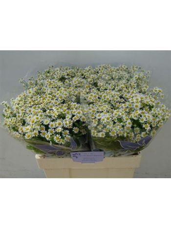 TANA PA SINGLE VEGMO