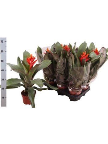 AECH PE ELEGANT FLAM