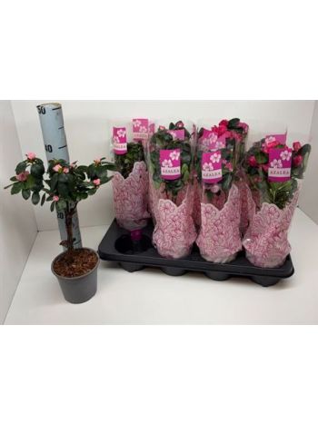 RHODO SI T&Ouml;RZSES