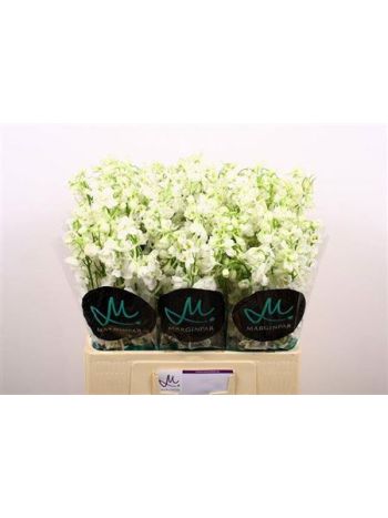 DELPH EN BE AN WHITE 60CM