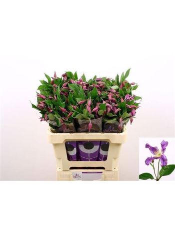 CLEM AMAZING ROME 60CM