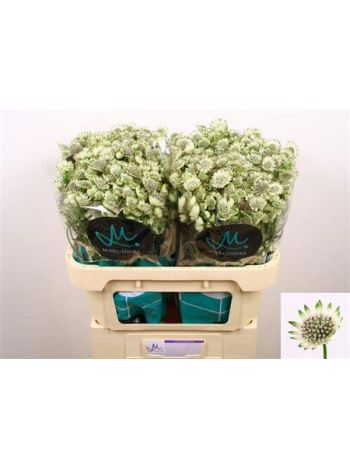 ASTR BILLION STAR XL