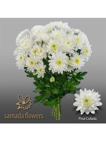 CHR T  F. PINA COLADA