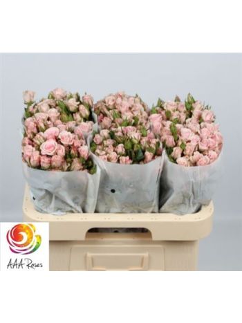 R TR SWEET PORCELINA 60CM