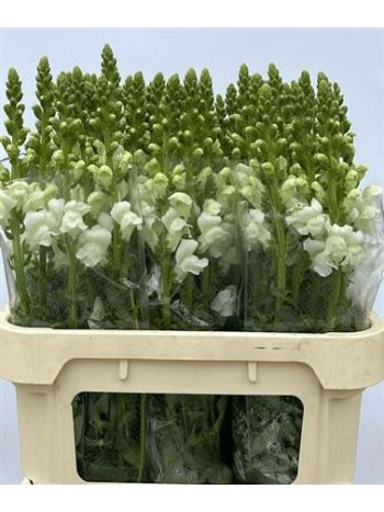 ANTIR NANTES WHITE 70CM