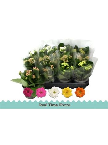 KALAN MIDI TST COLOUR