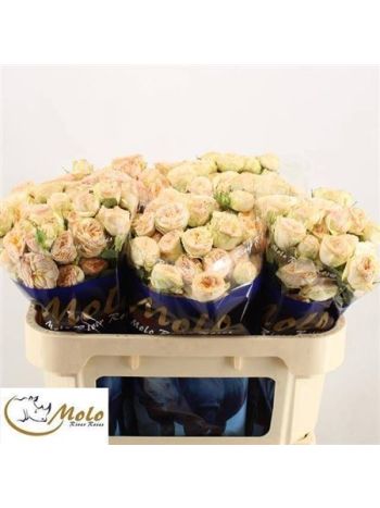 R TR GEN TRENDSETTER 70CM