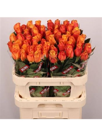 R GR CONFIDENTIAL 80CM