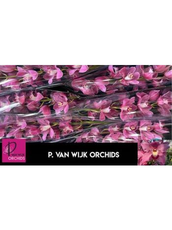 CYMB T *6 PRINCESS - PINK