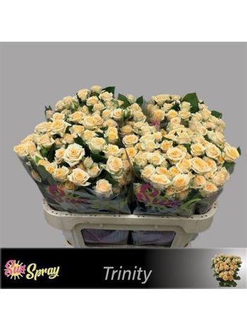 R TR TRINITY 70CM