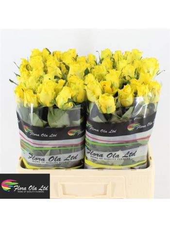 R GR PENNY LANE 60CM