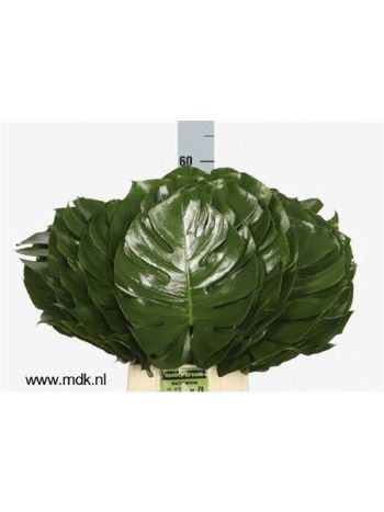 MONSTERA BLAD