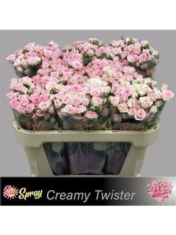 R TR CREAMY TWISTER 70CM