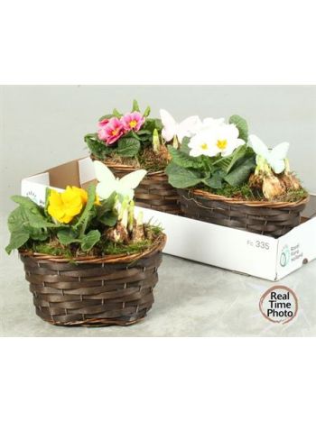 Ö. NARC PRIM BARNA KOSÁR