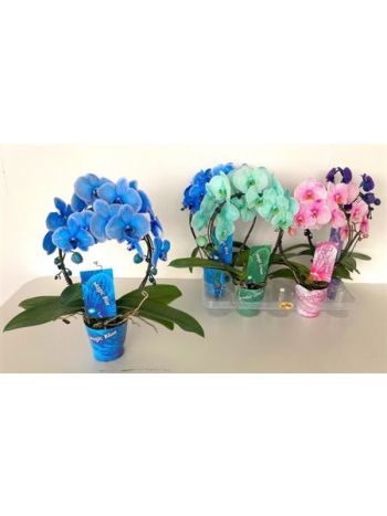 PHAL 2 ÁG FESTETT KÖR MIX