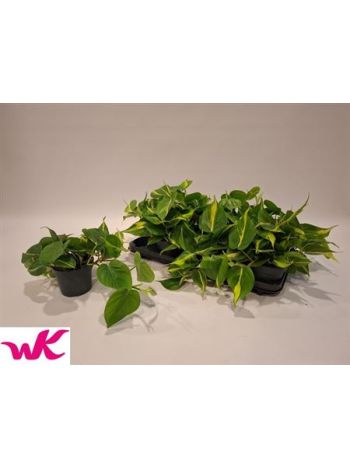 PHIL SCANDENS BRASIL