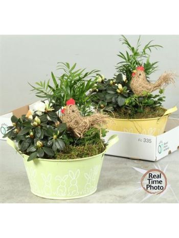 Ö. CHAM RHOD SÁRGA ZINK TÁL KAKAS