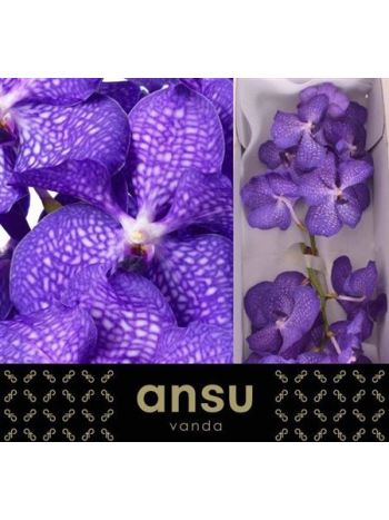 VANDA KAN MAG BLUE