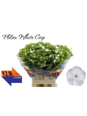 PHLOX P WHITECAP