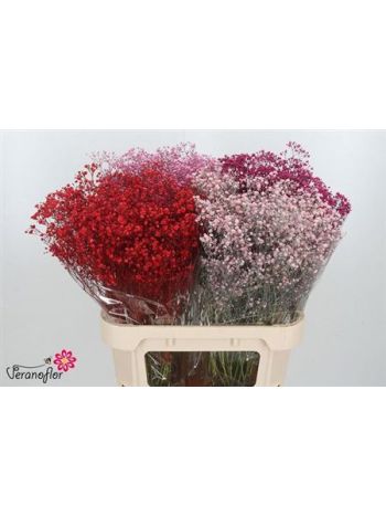 GYPS KLB H% - GEM IN FUST