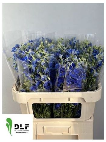 DELPH EN VOLKERFRIED 70CM