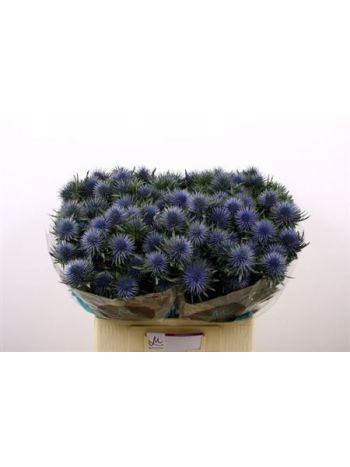 ERYN MAGNETAR QSTAR 60CM