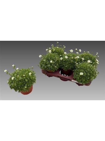 SAXIF AR MARTO WHITE