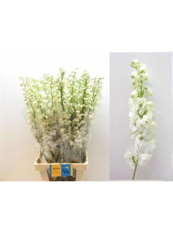 DELPH EL MAG F WHITE 90CM