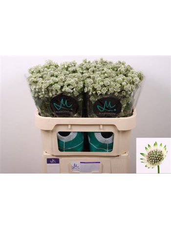 ASTR BILLION STARS 70CM