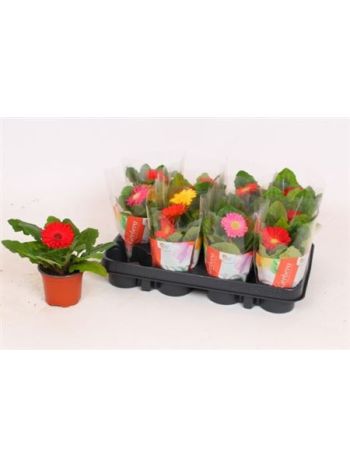 GERBERA MIX