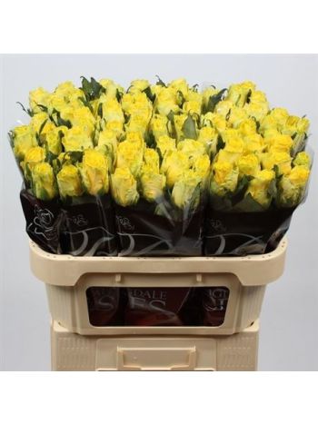 R GR GOOD TIMES 70CM